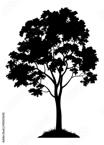 Maple Tree with Leaves and Grass Black Silhouette Isolated on White Background. Vector