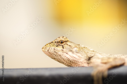 Lizard photo