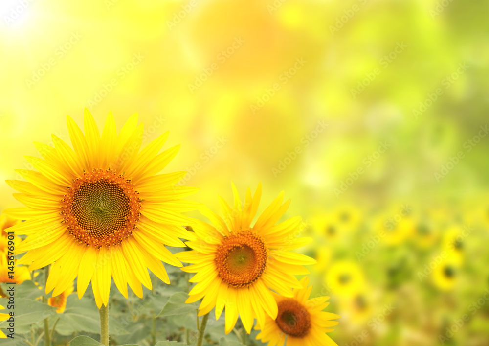 Obraz premium Sunflowers on blurred sunny background