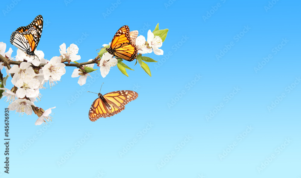 Naklejka Kwiaty motyli wiśniowych i monarchicznych