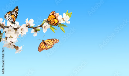 Flowers of cherry and monarch butterflies