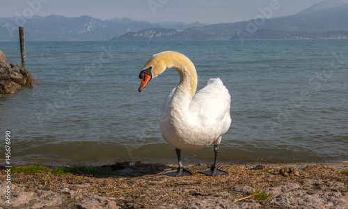 Swan in Garda lake, Italy