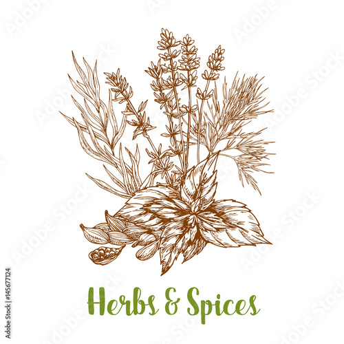 Herbs and spices sketch of basil, thyme, tarragon or rosemary and cardamom, savory and mint. Herbal spicy culinary condiments or aroma flavoring plants for grocery store, market or product pack design