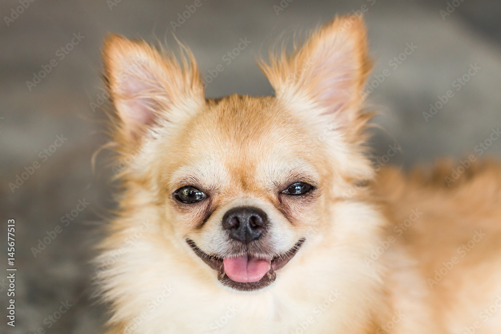 Smiling Dog Chihuahua was waiting for his owner. Stock Photo