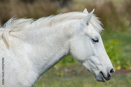 Camargue horse, white head