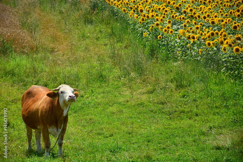 Wallpaper Mural cow
 Torontodigital.ca