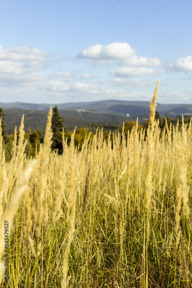 carpathions landscape