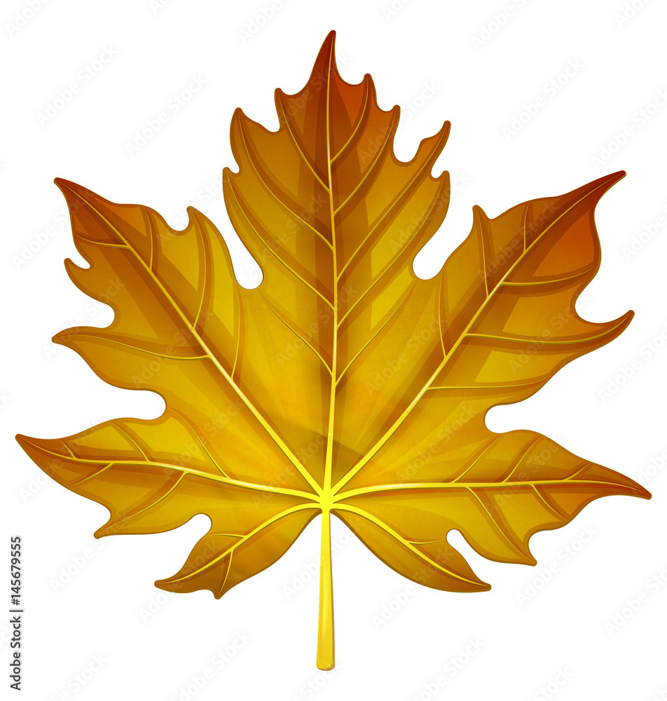 Obraz premium Maple leaf. Vector illustration.