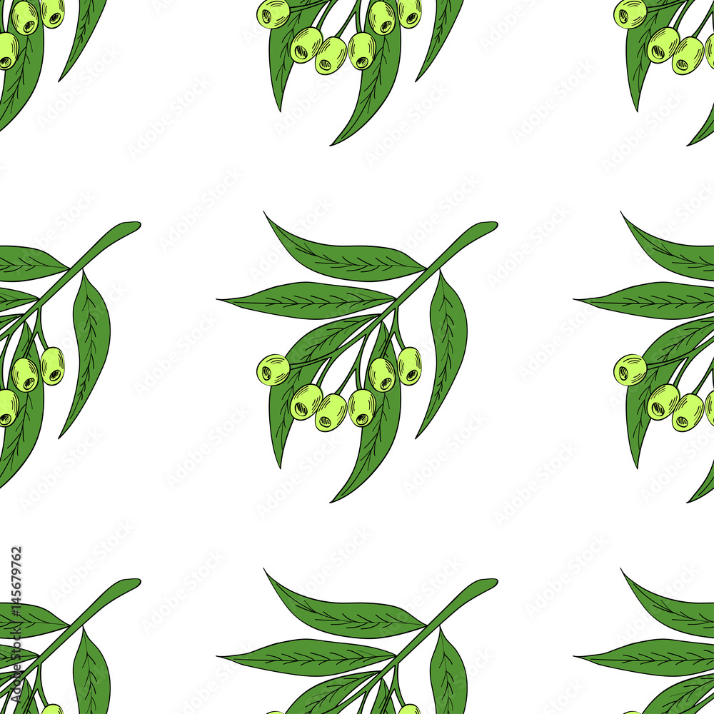 Hand drawn eucalyptus leaves and fruits. Eucalyptus plant, branch, berry. Sketch illustration, seamless pattern. Ingredient for hair and body care cream, lotion, treatment, moisture. Hand drawn eucalyptus leaves and fruits. Eucalyptus plant, branch, berry. Sketch illustration, seamless pattern. Ingredient for hair and body care cream, lotion, treatment, moisture.
