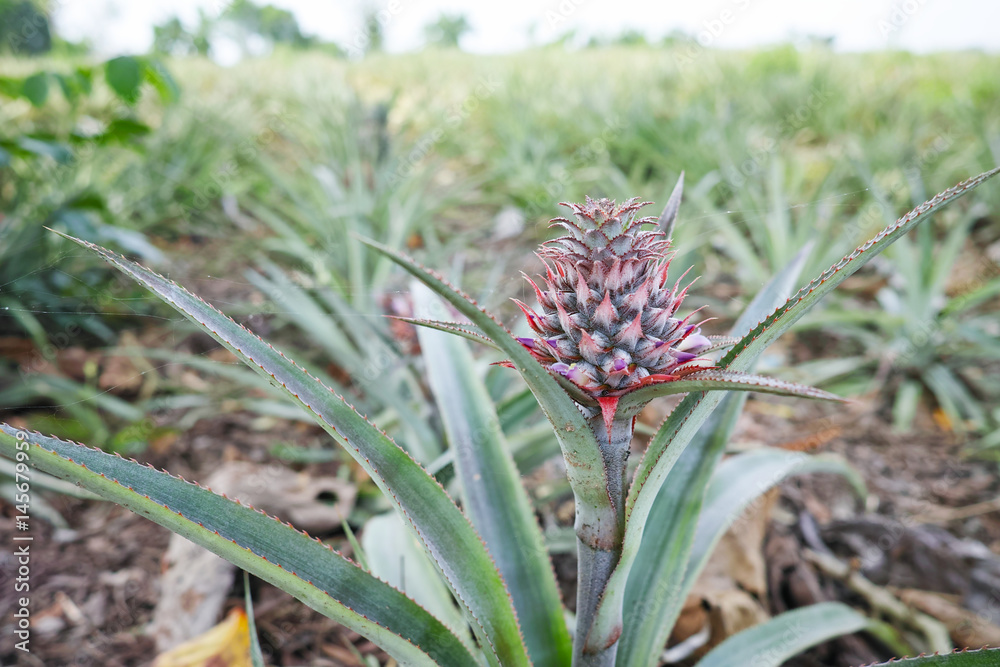 Fresh Pineapple in farm. Pineapple farmland. Fresh Pineapple in farm. Pineapple farmland.