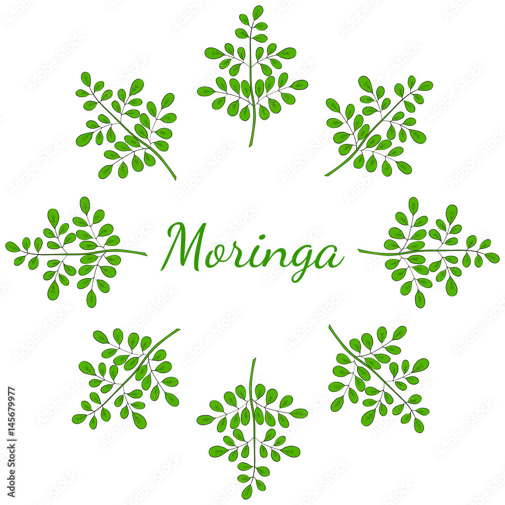 Moringa oleifera, medicinal plant. Hand drawn botanical sketch illustration, frame. Template, banner in color.