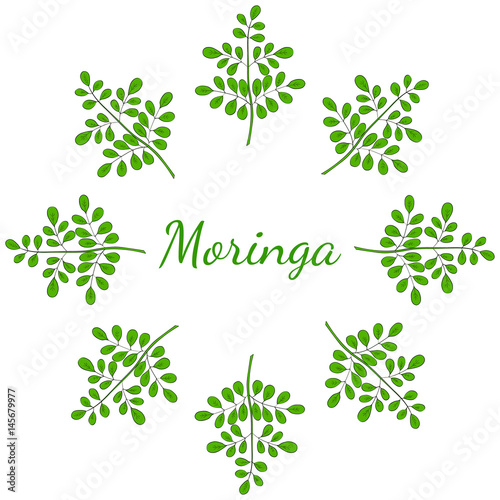 Moringa oleifera  medicinal plant. Hand drawn botanical sketch illustration  frame. Template  banner in color.