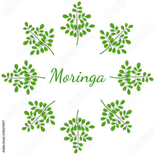 Moringa oleifera, medicinal plant. Hand drawn botanical sketch illustration, frame. Template, banner in color.