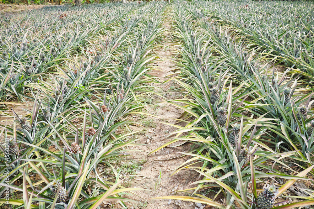 Fresh Pineapple in farm. Pineapple farmland. Fresh Pineapple in farm. Pineapple farmland.