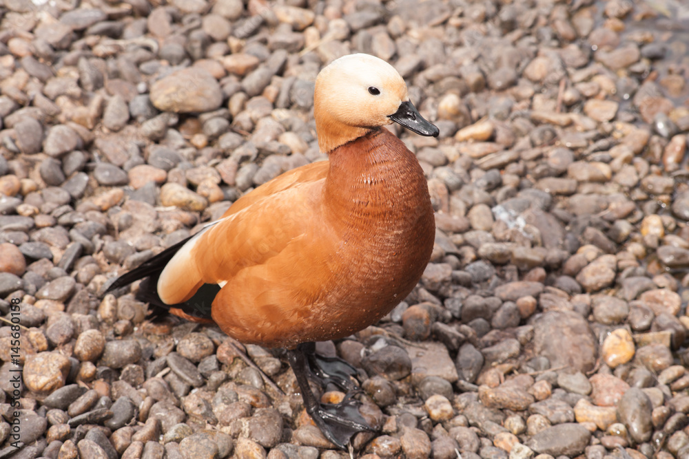 portrait of Tadorna ferruginea, red duck close up photo. portrait of Tadorna ferruginea, red duck close up photo.