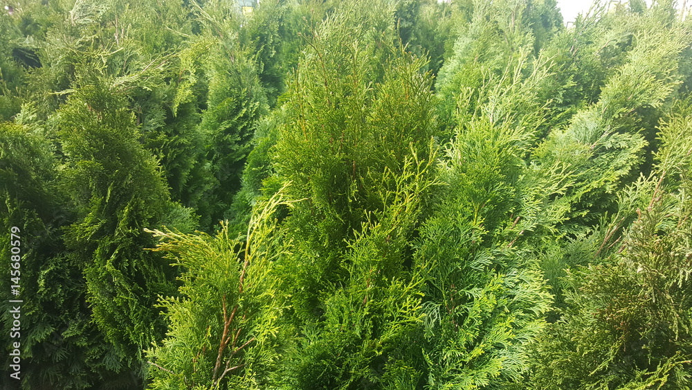 Green natural texture background Green natural texture background