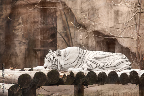 Bengal tiger lying photo