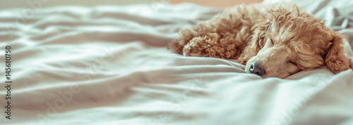 Poodle dog is lying and sleeping in bed, having a siesta.