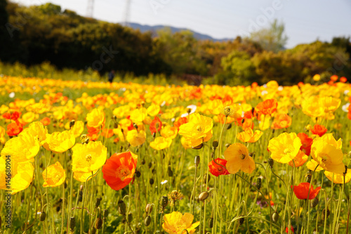 yellow and orange flowers  poppy 