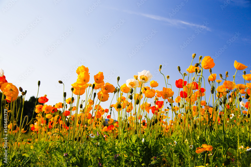 Obraz premium colorful flowers, 