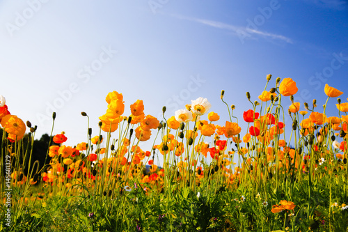 colorful flowers   poppy  and blue sky