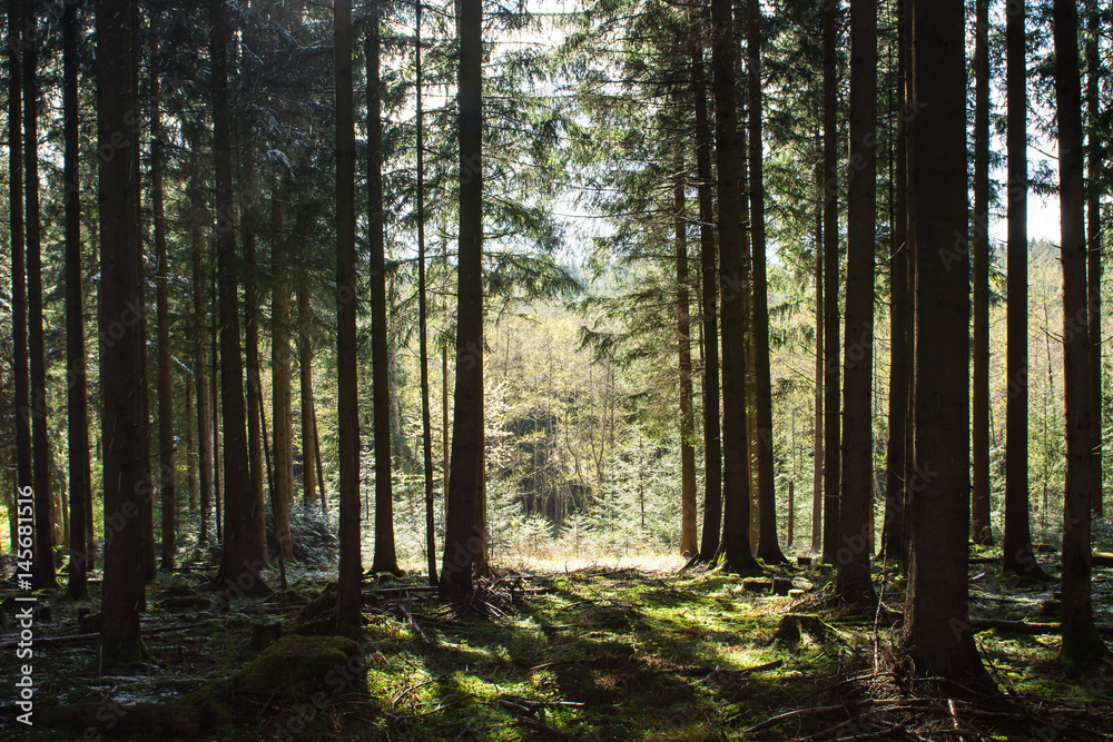 Obraz premium Fichtenwald