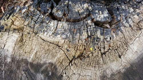 Colorful texture of old tree stump with big cracks