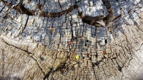 Colorful texture of old tree stump with big cracks