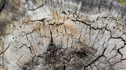 Colorful texture of old tree stump with big cracks
