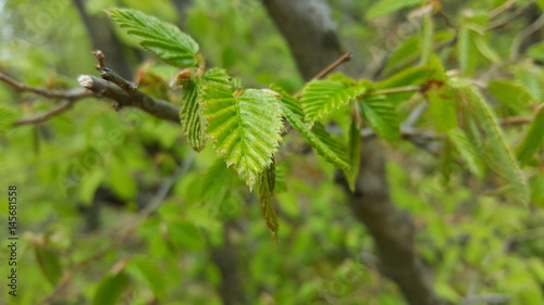 Tree leaves with blurred background in spring
