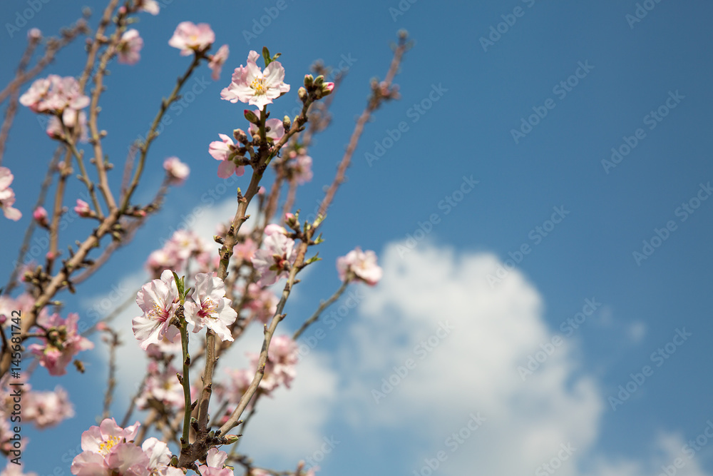 Almond flower trees at spring Almond flower trees at spring