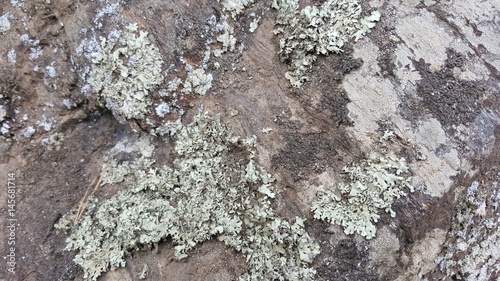Lichens growing on the tree in the forest