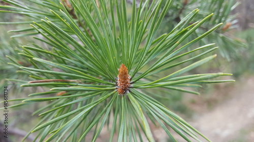 Spruce branches in spring