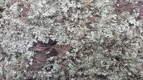 Lichens growing on the tree in the forest