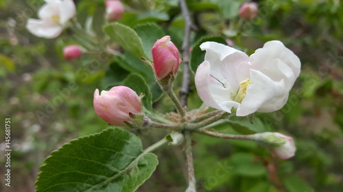 Spring background with white apple flowers on a tree branch
