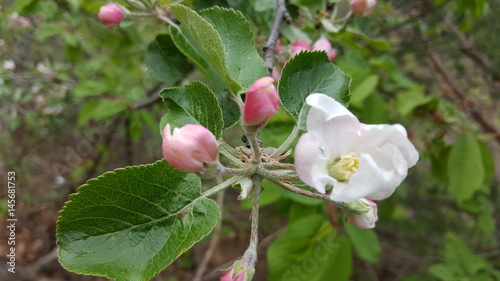 Spring background with white apple flowers on a tree branch