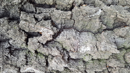 Old tree bark texture with big cracks