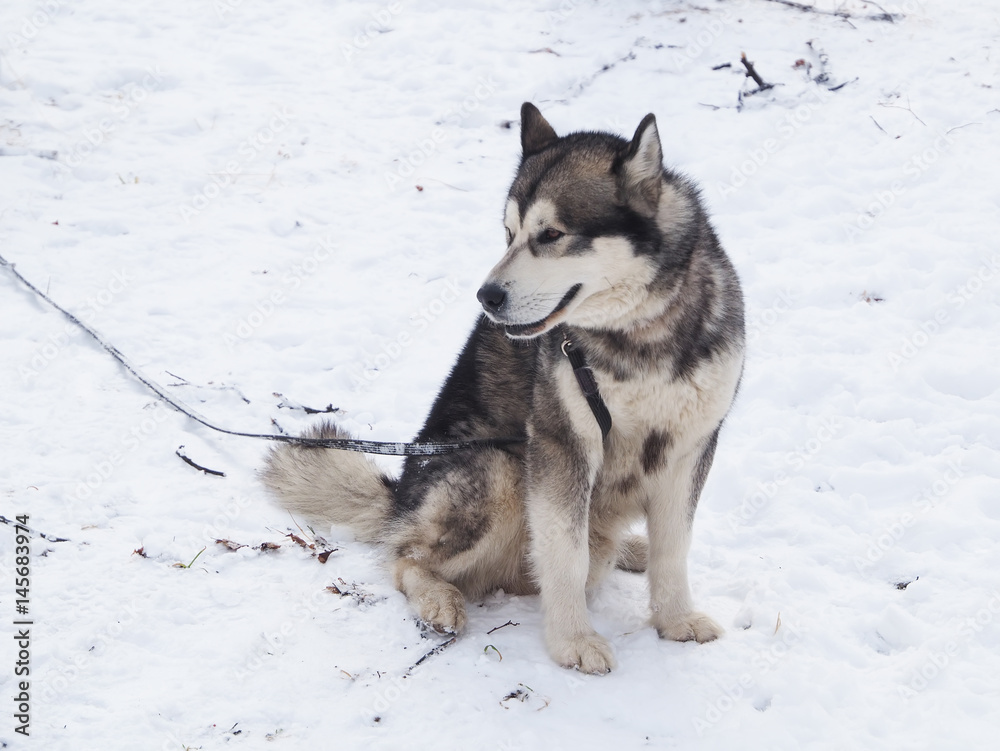 Naklejka premium Malamute in the snow