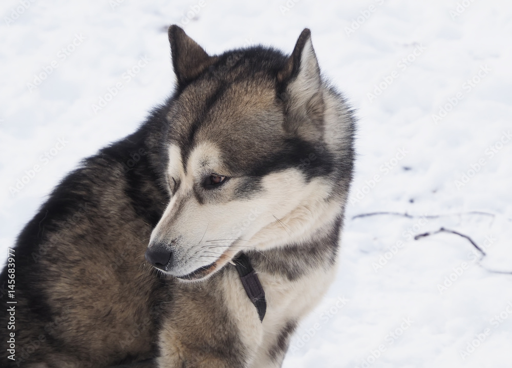 Naklejka premium Malamute in the snow
