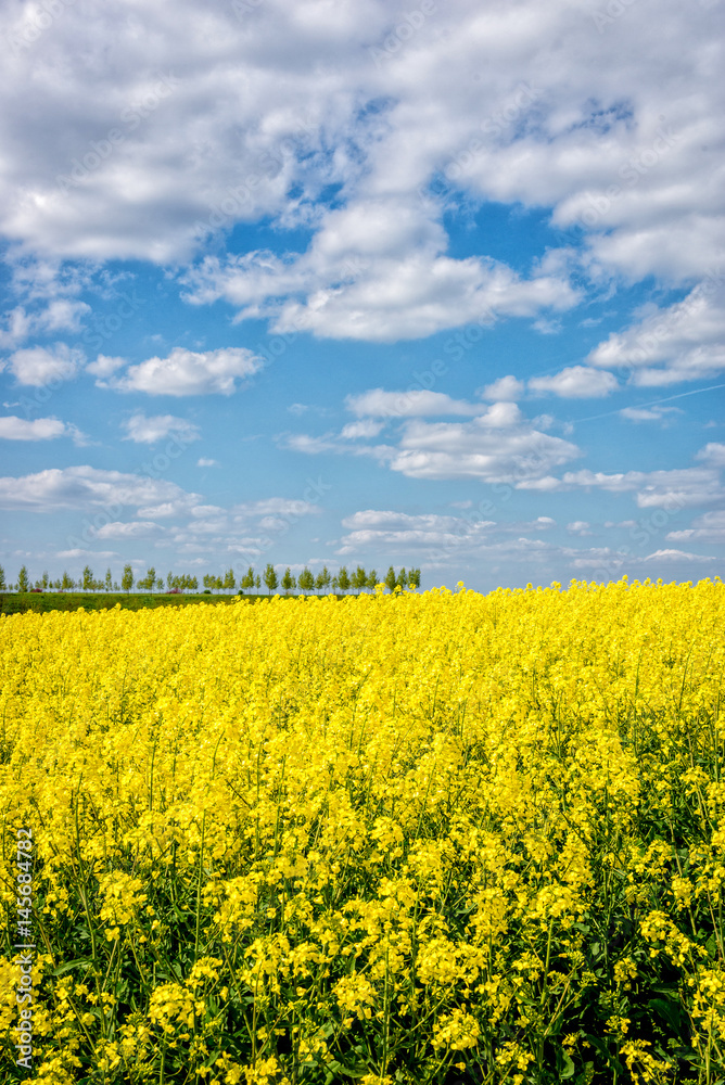 Yellow rapeseed flowers on field with blue sky and clouds
