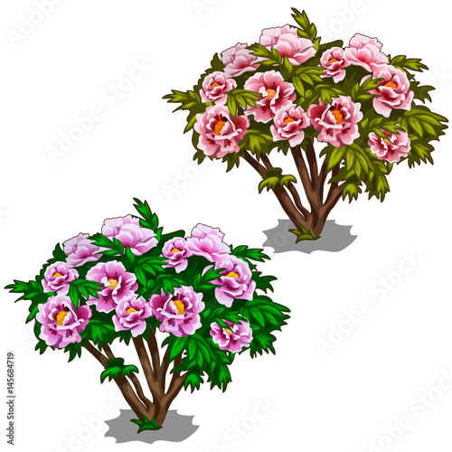Two plants of purple and pink bushes of peonies