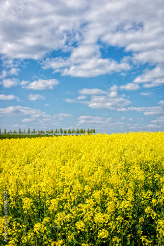 Yellow rapeseed flowers on field with blue sky and clouds © Erika