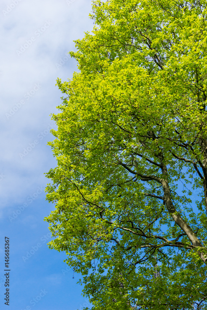 Blühender Baum im Frühling Blühender Baum im Frühling