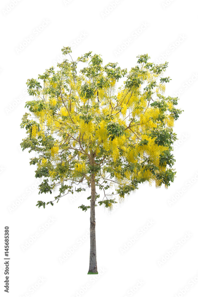 Trees isolated on white background Trees isolated on white background