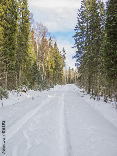 Road in the winter forest