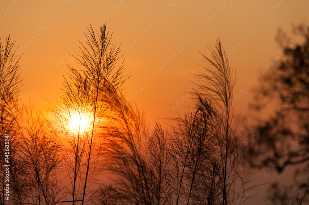 Silhouette of reeds grass,on the background of the sunset.