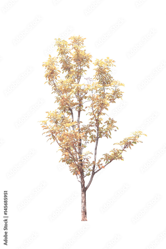 Trees isolated on white background