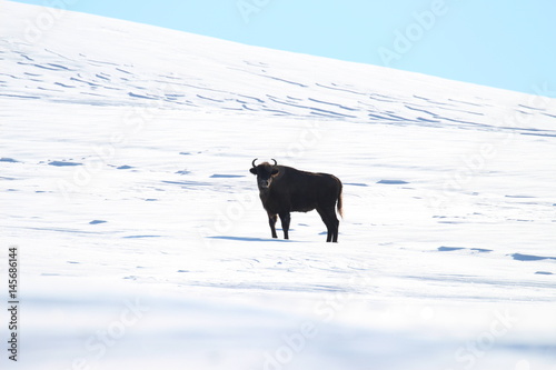 European bison posing on the endless white plain of the national park in Slovakia in Poloniny