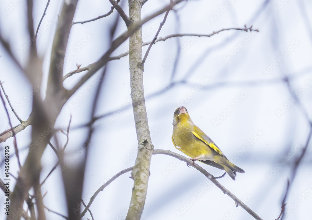 Bird of green (Carduelis chloris) on a tree Bird of green (Carduelis chloris) on a tree