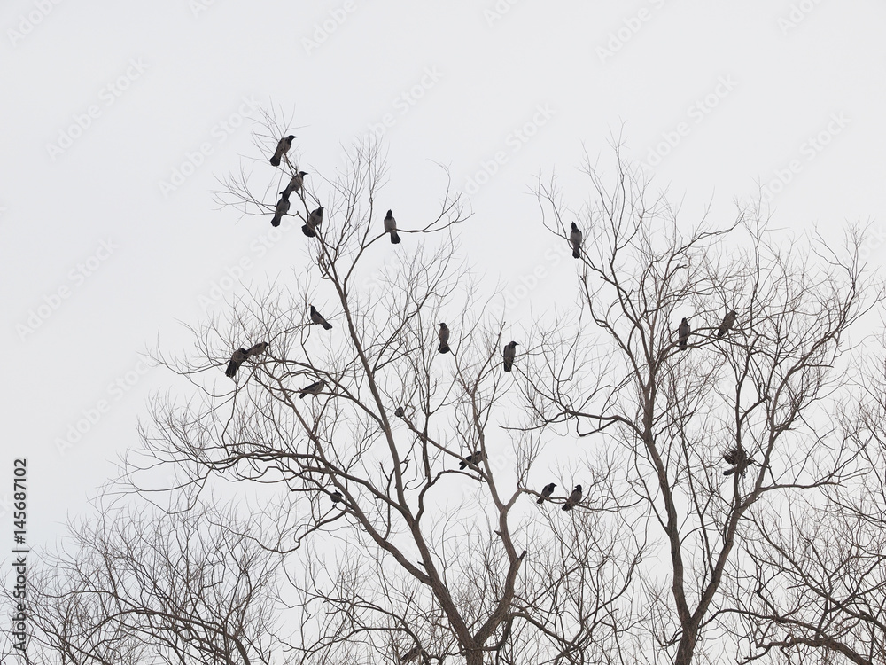 Fototapeta premium Ravens on tree